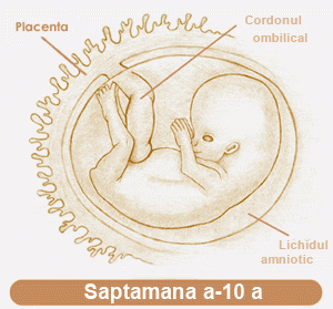 A 10-a saptamana de sarcina - A 10-a saptamana de sarcina A 10-a saptamana de sarcina